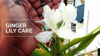 Fragrant gardening  Hedychium Coronarium  Ginger Lily care  Pakhila Phul in Assamese [upl. by Eiznil]