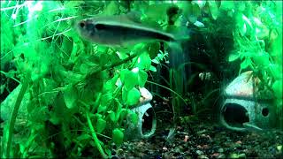 Ember tetra and Black neon tetra feeding [upl. by Manon]