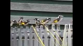 New Holland Honeyeaters at play [upl. by Erdei]