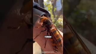 How to survive an asian giant hornet sting 🐝 [upl. by Seiuqram]