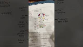 Pupillary light reflex neetpg usmle eyes ophthalmology mnemonics [upl. by Marti]