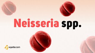 Neisseria spp Growth and Classification  Gram Negative Bacteria Microbiology [upl. by Wivina]