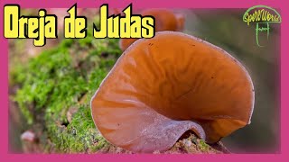 Auricularia auriculajudae El origen de su nombre quotLa Oreja de Judasquot [upl. by Noiz]