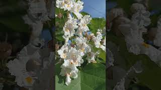 1 Catalpa bignonioides  Катальпа бигнониевидна генератор flowers garden [upl. by Publius]