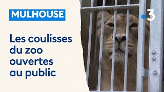 Zoo de Mulhouse  les coulisses ouvertes au public [upl. by Leboff]