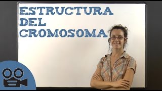 Estructura del cromosoma [upl. by Ameh179]