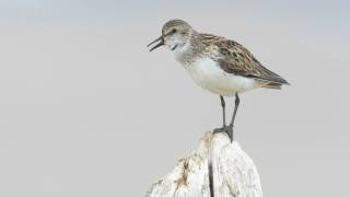 Voices Semipalmated Sandpiper [upl. by Rekcut]