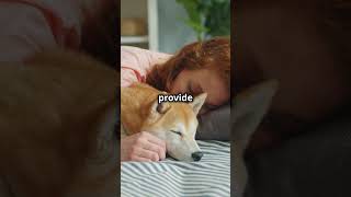 Dog Fun Fact Best Sleeping Buddies dog dogs dogshorts doglover pets petlover facts animals [upl. by Auqenes]