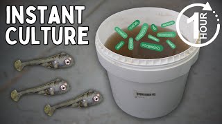 How to Culture Infusoria Bucket Method [upl. by Eetnahc387]