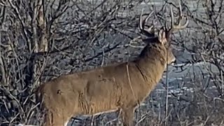 Chasse chevreuil Québec Ontario et Manitoba [upl. by Grekin]