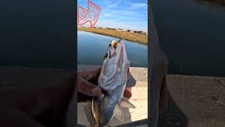 Inshore trout fishing outdoors fishing fish outdoorslife [upl. by Mcfarland]