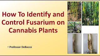 How to Identify and Control Fusarium on Cannabis Plants [upl. by Sugihara222]