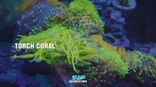 Torch Coral Euphyllia Glabrescens [upl. by Donall]