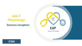 Lec 2  Physiology  Sensory receptors  CNS 42 [upl. by Edmea]