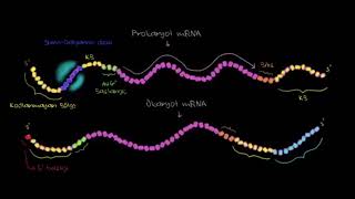Prokaryot ve Ökaryot Translasyonu Arasındaki Farklar Fen Bilimleri Biyoloji [upl. by Solracnauj]