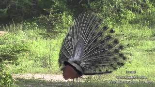 Peacocks In The Wild  A Must See With Loud Calls [upl. by Marillin240]