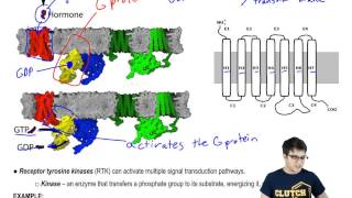 G Protein Coupled Receptors and Receptor Tyrosine Kinases [upl. by Ahsiekat323]