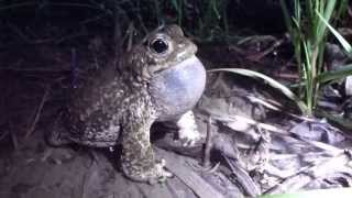 Chant de Crapaud calamite Bufo calamita [upl. by Montagu334]