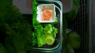 checkout my Hydroponically grown lettuce hydroponics kratkymethod thankyouforwatching [upl. by Oriole]