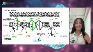 Fosforilación Oxidativa  Universidad cooperativa de Colombia Bioquímica [upl. by Rora163]