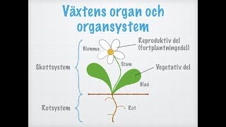 Växternas celler vävnader organ och organsystem [upl. by Gibrian]