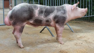 Pietrain Pigs  Belgian Blue Of The Pig World [upl. by Flight]