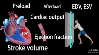 Cardiac Output Stroke volume EDV ESV Ejection Fraction [upl. by Atteirneh]