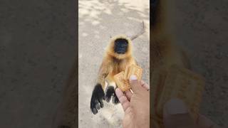 Hanuman ji 🚩hanuman hanumanji monkey ytviral viralvideo [upl. by Yoccm442]