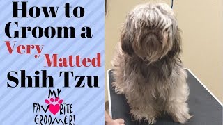 How to Groom a Shih Tzu Very Matted [upl. by Marchak]