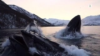 Norwegian fishermen have close encounter with humpback whales English subtitles [upl. by Ilse]