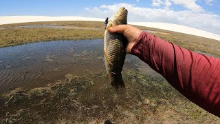 Traíra no Deserto Pescando de Forma inusitada nos Lençóis Maranhenses [upl. by Dena]