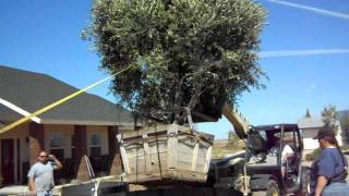 Olive Wilsoni Fruitless Olive 48 inch box from Growquest being set in raised plantermovAVI [upl. by Laehcar605]