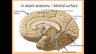 CNS Anatomy lec 9 part 2 Cerebral hemisphere part 2 [upl. by Sholem]