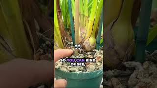 How to Grow Cymbidium Orchids [upl. by Mauro]