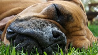 Easing Into Aging Caring for Your Aging Boxer [upl. by Sivaj]