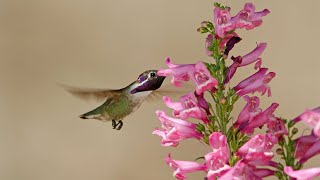 Tips on Growing Penstemons [upl. by Rutger974]