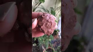 Chocolate Coated Coconut Balls Valentine’s Day Special 2 Ingredient Recipe F3 Food Fun Fitness [upl. by Nafis]