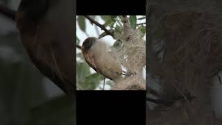 Penduline tit steal material from someone elses nest shots birds wildlife [upl. by Flavian]