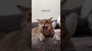 Funny Animals Videos 🤣  Ep 216 shorts viral funny [upl. by Esyla475]