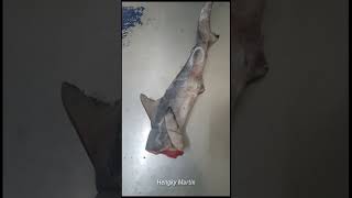 Sorting Headless Sharks for Export – Ensuring Top Quality Fish [upl. by Casey]