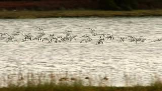 avocets in flight [upl. by Tacita3]