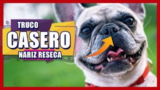 🔥 👉🏻 TRUCO CASERO  Cómo HUMECTAR la nariz de tu perro si está RESECA o AGRIETADA [upl. by Willard]