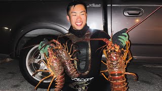 California Spiny Lobster Diving  Grabbed A Couple of Nice Chunky Ones [upl. by Gibrian]