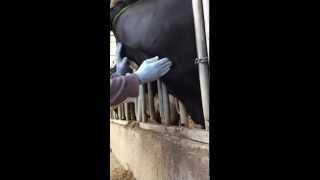 How to collect a bovine blood sample through jugular venipunture [upl. by Halona]