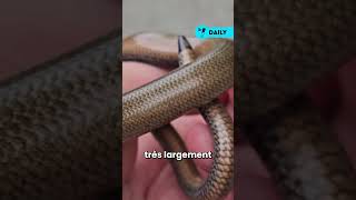 Un lézard sans pattes  lorvet  orvet lézard animaux nature environnement serpents [upl. by Nnylorac]