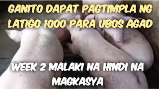 WEEK 2 GAWING TAMA ANG PAG PURGA LATIGO 1000 UBOS AGAD HINDI NA MAG KASYA SA KAINAN BILIS LUMAKI [upl. by Jermaine]