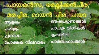 ചായമന്‍സ  Cnidoscolus aconitifolius  മെക്സിക്കൻ ചീര  മരച്ചീര  മായൻ ചീര  ചയാ  chaya  ചായ മന്‍സ [upl. by Gibeon580]