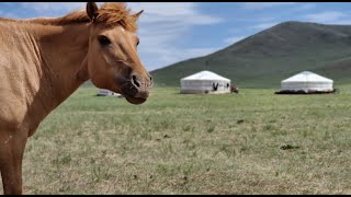 Mongolia and the Naadam Festival 2023 with Intrepid Travel [upl. by Kalinda]