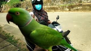 parrot talking മലയാളം സംസാരിക്കാൻ കഴിവുള്ള നാടൻ തത്തമ്മ 😍😍😍😍 പാലക്കാടൻ തത്തമ്മ വൈറൽ വീഡിയോ [upl. by Nailij]