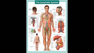 Speed Healing Lymphology and your Immune system [upl. by Enyamrahc871]